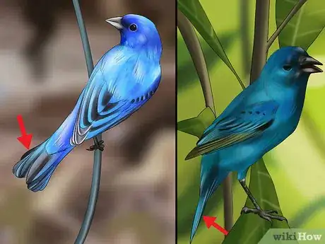 Image titled Identify an Indigo Bunting Step 5