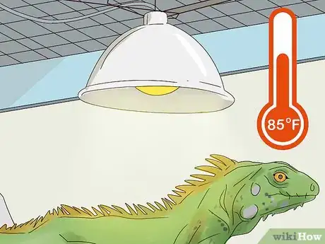 Image titled Buy an Iguana Step 14