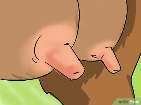 Image titled Spot a Good Milker (Goats) Step 3