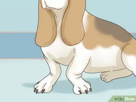 Image titled Care for Basset Hounds Step 9