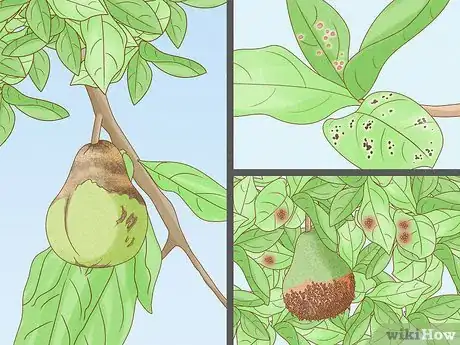 Image titled Keep a Pear Tree Healthy Step 16