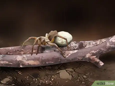 Image titled Identify a Wolf Spider Step 8