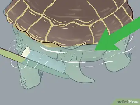 Image titled Bathe a Russian Tortoise Step 9