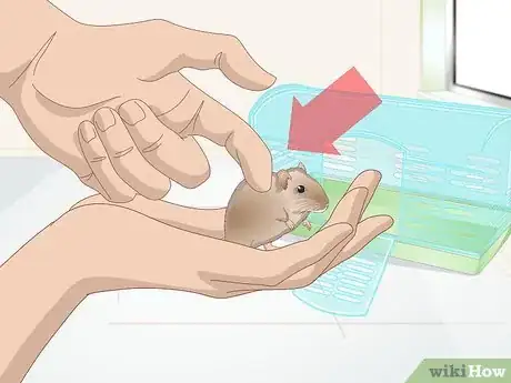 Image titled Groom a Gerbil Step 1