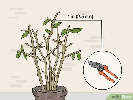 Image titled Overwinter Fuchsias Step 11