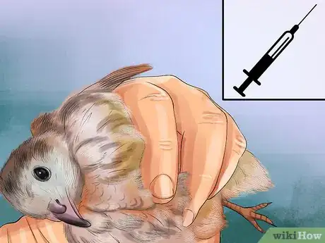 Image titled Treat Avian Pox in Button Quail Step 14