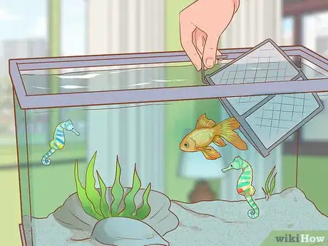 Image titled Choose Good Tankmates for Seahorses Step 13
