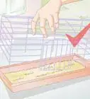 Clean a Small Pet Cage