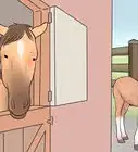 Prepare a Mare for Foaling