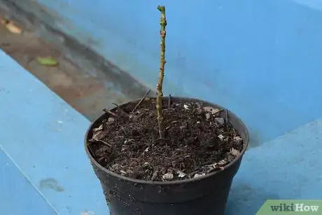 Image titled Grow Flowering Plants Through Stems Step 10