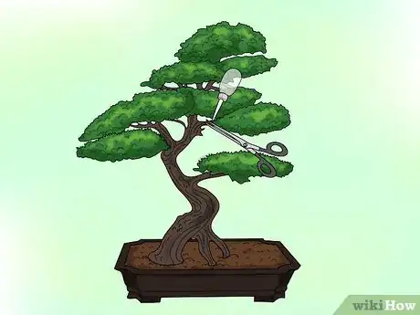 Image titled Make a Western Hemlock Bonsai Tree Step 3