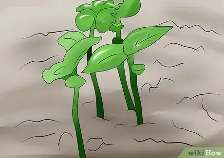 Image titled Germinate Beans on Moist Kitchen Paper Step 14