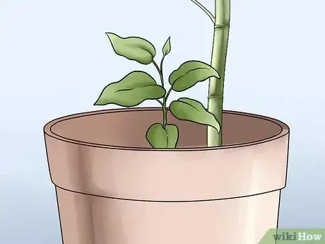 Image titled Grow Clematis in Pots Step 18