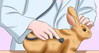 Care For an Elderly Rabbit