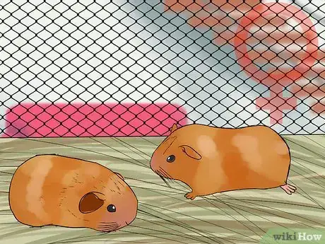 Image titled Introduce a New Guinea Pig to a Community Cage Step 9