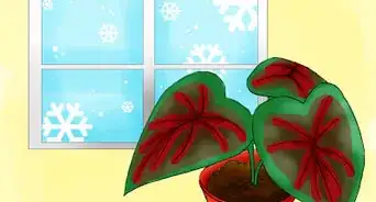 Grow Caladiums