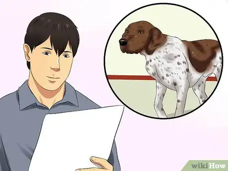 Image titled Diagnose Aortic Stenosis in German Shorthaired Pointers Step 1