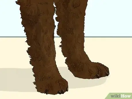 Image titled Identify an American Water Spaniel Step 4