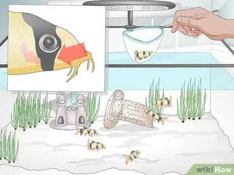 Image titled Take Care of Botia Fish Step 12