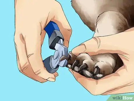 Image titled Groom Pugs Step 5