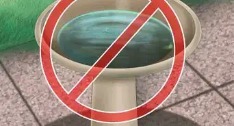 Treat Heartworm Disease in Cats