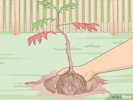 Image titled Plant Trees Near a Home without Damaging Your Foundation Step 12