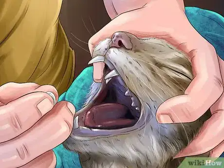 Image titled Give Serotonin (5 Ht) Agonists to a Cat Step 5