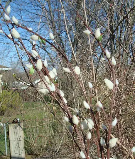 Image titled Pussy willow branches