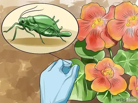 Image titled Grow Nasturtiums Step 8