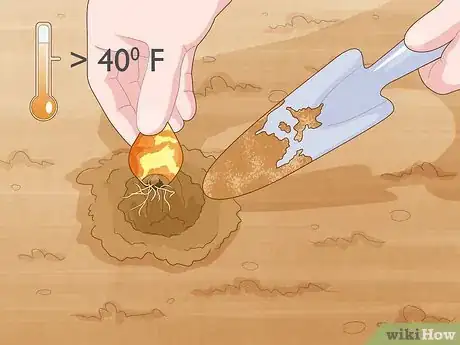 Image titled Plant Spider Lily Bulbs Step 2