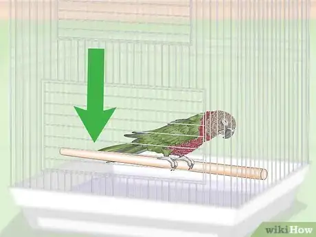 Image titled Treat Infections in Hawk Headed Parrots Step 4