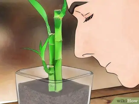 Image titled Take Care of Lucky Bamboo Step 3