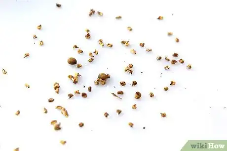 Image titled Dry Okra Seeds Step 6