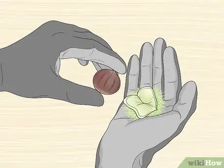 Image titled Pick Good Chestnuts Step 11