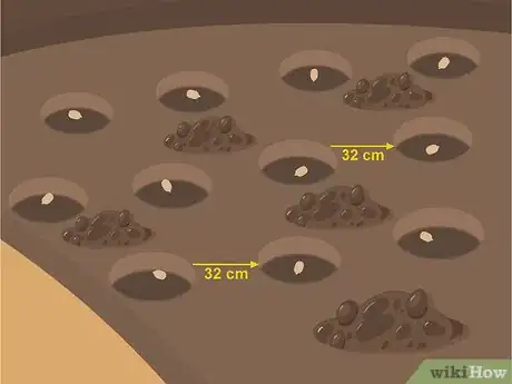 Image titled Grow Lupine Flowers Step 10