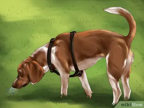 Image titled Housebreak a Dog with Positive Reinforcement Step 10