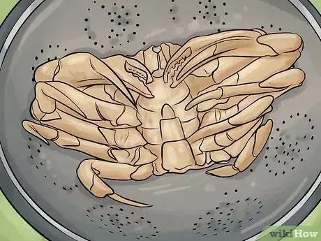 Image titled Clean Dungeness Crab Step 3