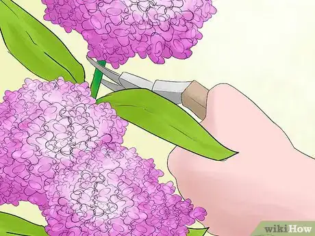Image titled Prune Hydrangeas Step 5