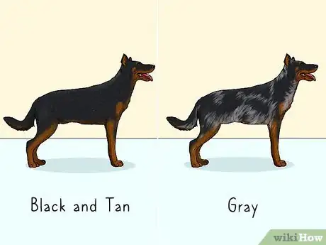 Image titled Identify a Beauceron Step 7