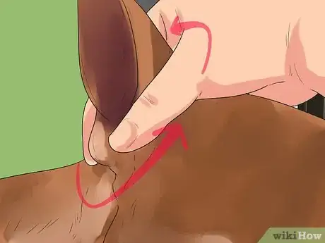 Image titled Clean a Terrier's Ears Step 7