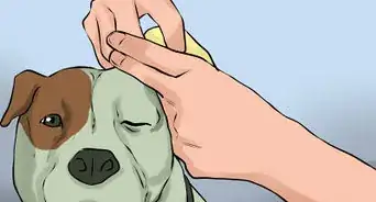 Care for an American Pit Bull Terrier