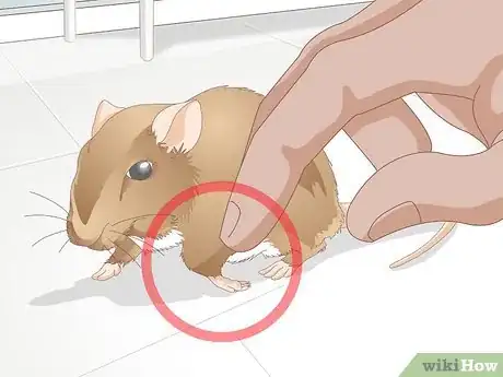 Image titled Help a Gerbil Recover After Stroke Step 7