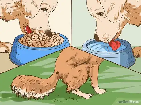 Image titled Manage Cognitive Dysfunction in Senior Dogs Step 6