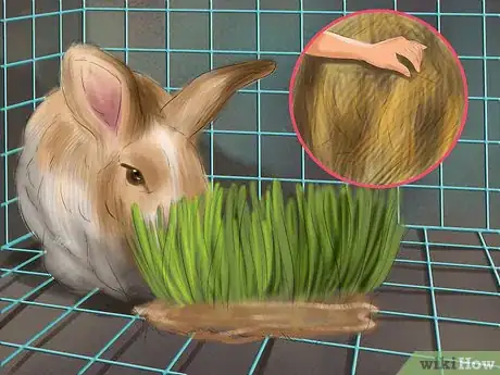 Image titled Prevent Dental Problems in Rabbits Step 1