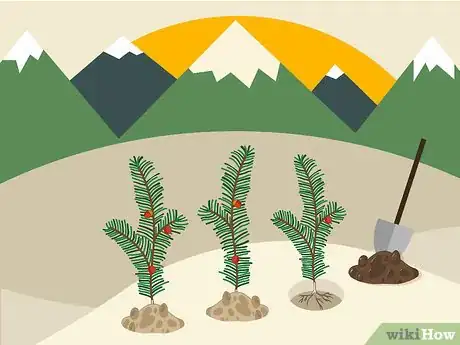 Image titled Plant Yew Step 09