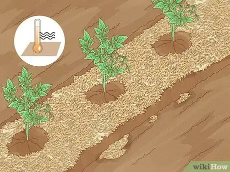 Image titled What Mulch Is Good for a Vegetable Garden Step 13