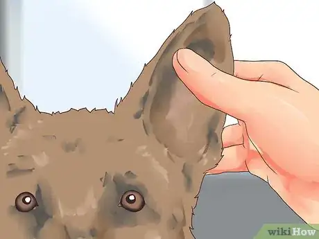 Image titled Care for a Dog's Torn Ear Step 1