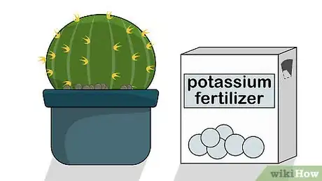 Image titled Grow Golden Barrel Cactus Step 16