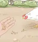 Keep a Pet Chicken