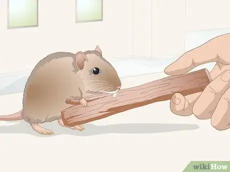Image titled Groom a Gerbil Step 9